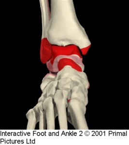 subtalar joint ant view