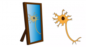 mirror neuron